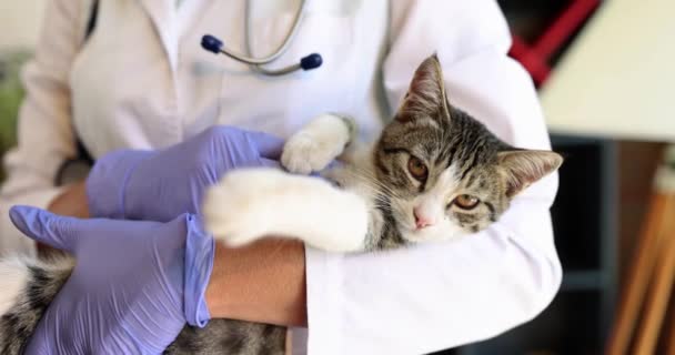 Veterinário Com Gatinho Nas Mãos Close Recepção Primária Clínica Veterinária — Vídeo de Stock