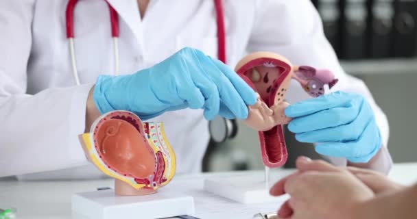 Lékař Gynekolog Ukazuje Proces Oplodnění Pacienta Umělém Modelu Dělohy Embrya — Stock video