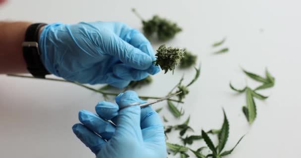 Trimming Marijuana Buds Scissors Wearing Blue Gloves Cannabis Research Painkillers — Stock Video