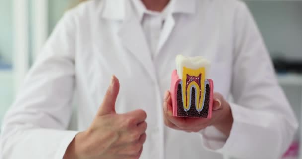 Tandläkare Hålla Protes Och Visar Tummen Upp Tandvård Kliniken Godkänd — Stockvideo
