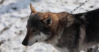 Kışın demir zincirli vahşi hayvan kurt ya da köpek kavramı