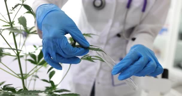Marijuanaextrakt Vitro Och Forskare Som Studerar Medicinsk Cannabis Kvalitativ Och — Stockvideo