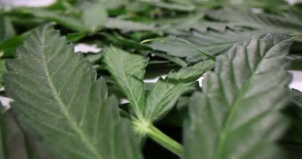 Muitas Folhas Maconha Verde Fecham Fundo Cannabis Medicinal — Vídeo de Stock