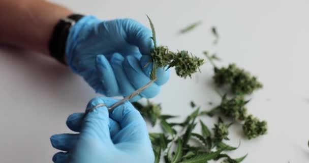 Químico Corta Las Hojas Psicoactivas Cannabis Mesa Luz Del Laboratorio — Vídeo de stock
