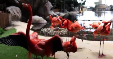 Parlak renkli Amerikan flamingo sürüsü hayvanat bahçesi göletinin yanında duruyor. Su deposunun yanında dinlenen pembemsi kuşlar. Hayvanat bahçelerinde ve doğal yaşam ortamlarında yavaş çekim