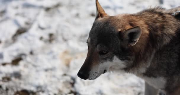 狼在肮脏的雪地上觅食 野生动物戴着安全带站着探索冬季环境慢动作 — 图库视频影像