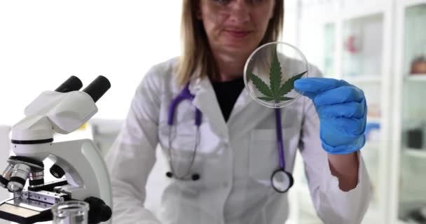 Kobieta Naukowiec Mundurze Ochronnym Patrzy Marihuanę Szkle Siedzącą Przy Stole — Wideo stockowe