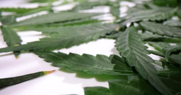 Folhas Frescas Cannabis Testadas Local Trabalho Laboratório Leve Teste Ingredientes — Vídeo de Stock