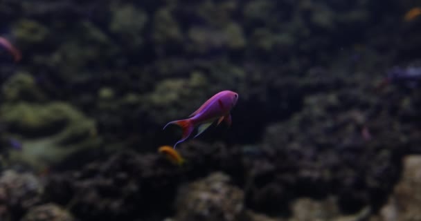 Küçük Balık Türleri Loş Işıklı Akvaryumda Sorunsuzca Yüzerler Yaşam Koşullarına — Stok video