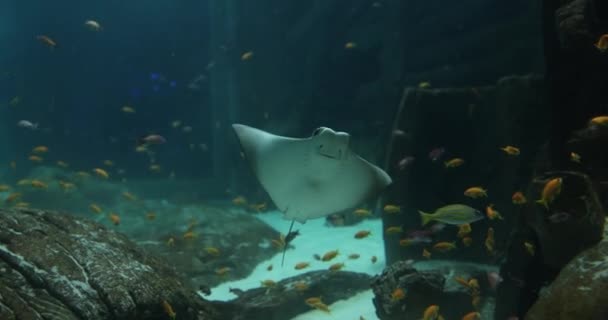 Unterwasseraufnahme Der Tropischen Natur Auf Beleuchtetem Meeresboden Zoo Park Aquarium — Stockvideo