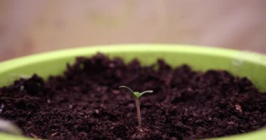 The green sprout grows in black soil in a pot, a close-up, hyperlapse. Concept revival of life. Ecology