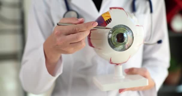 Lekarz Pokazuje Anatomiczny Model Oka Zbliżenie Spowolnienie Szkolenie Okulistyczne Medycyna — Wideo stockowe