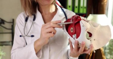 The doctor shows the anatomical model of the human pelvis, a close-up, slowmotion. Muscles, female health
