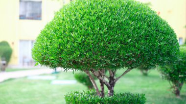 Arka sokakta büyüyen güzel budanmış yeşil çalı. Bahçe bitkisi bakımı konsepti