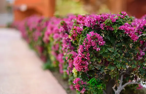 Beautiful alley with pink flowers on bushes closeup background. Landscape design concept