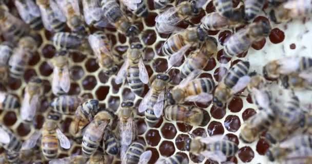 蜂群蜂群在梳子4K电影 养蜂村业余爱好概念 — 图库视频影像