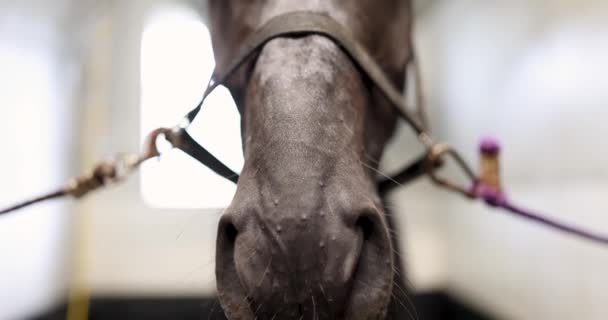 Černý Plnokrevný Kůň Stojící Stáji Filmu Koncept Zemědělství Venkově — Stock video