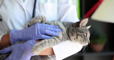 Veteriner doktor gri kediyi kollarında ve felçlerinde tutuyor. Hayvanlara veterinerlik hizmeti ve tıbbi bakım