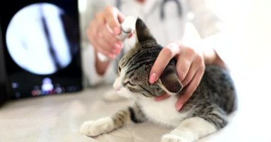 Veteriner, otoskopla veteriner kliniğinde kedi kulağına bakıyor. Hayvanlarda hastalık ve kulak hastalıkları