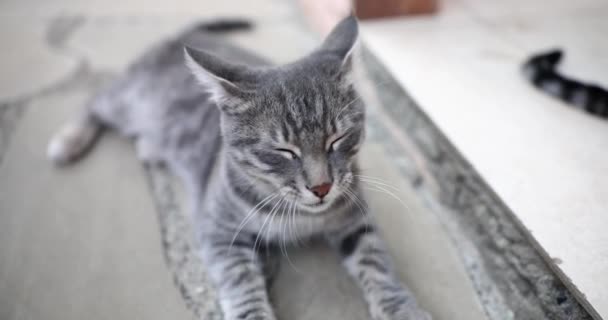 Сірий Кіт Лежить Порозі Будинку Домашній Красивий Кіт — стокове відео