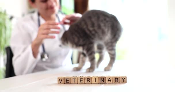Gato Examinado Por Veterinario Clínica Veterinaria Servicios Veterinarios — Vídeos de Stock
