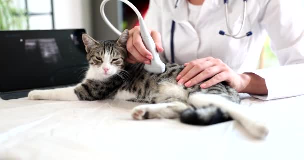 女性獣医師は診療所で超音波を使って猫を検査する ペットの健康診断と獣医学とペットケア — ストック動画