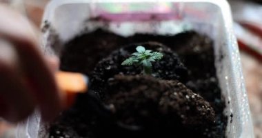 Kadın elleri gübre ve toprak bitkisini yeni tencereye döker. Evde marihuana yetiştiriyorum.