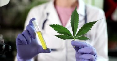 Laboratuvardaki bilim adamı marihuana bitkisinden çıkarılan cbd yağını test ediyor. Tıbbi eczane ve tıbbi esrar