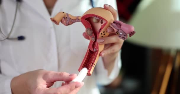 Kvinnors Hälsa Menstruation Och Reproduktiva Systemet Med Tamponger Hygieniska Tamponger — Stockvideo