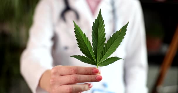 大麻サティバ植物の葉を保持する医師神経科医 医療の概念のためのThcハーブを使用 — ストック動画