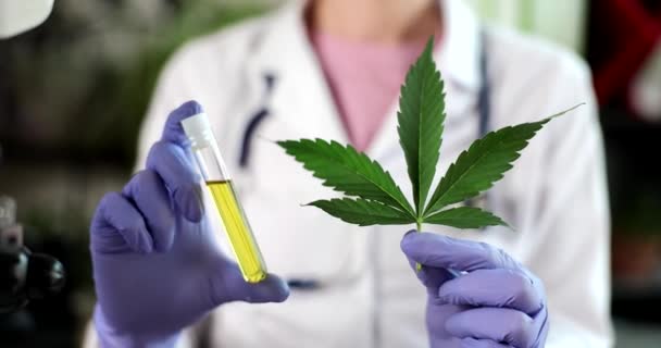 Wetenschapper Het Lab Testen Van Plantaardige Olie Gewonnen Uit Marihuana — Stockvideo