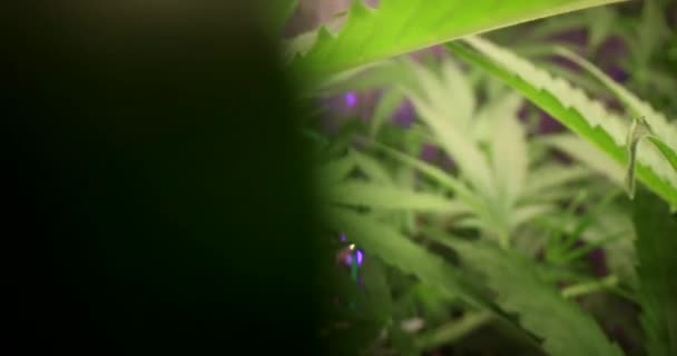 大麻植物在一个制造药物和草药产品的科学实验室 大麻素含量在大麻植物中的动态变化 — 图库视频影像