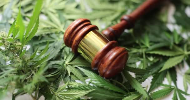 マリファナ合法化の象徴としての大麻のハーブの葉とハンマー 薬物含有植物の栽培及び刑事責任 — ストック動画