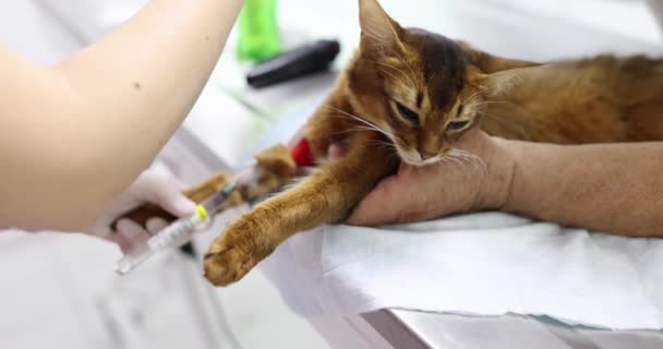 Veterinarian Makes Injection Syringe Red Cat Painkillers Drug Injections Animals — 图库视频影像