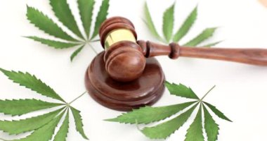 Gavel of Judge marihuananın yeşil yaprakları üzerinde yatıyor. Yakın plan 4K film ağır çekim. Yasadışı uyuşturucu üretimi ve marihuana yetiştirme kavramı