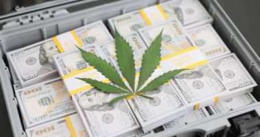 Yeşil marihuana yaprağı bavulun üzerinde duruyor. Bir sürü para var. Yakın çekim 4K film yavaş çekim. Uyuşturucu ticareti konsepti satışı