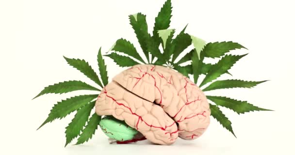 Искусственная Анатомическая Модель Человеческого Мозга Зелеными Листьями Конопли Белом Фоне — стоковое видео