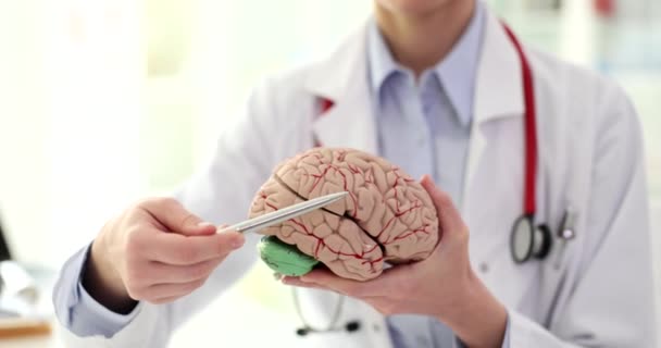 Doktorn Visar Hjärnans Struktur Anatomisk Modell Närbild Mänskliga Organ Film — Stockvideo