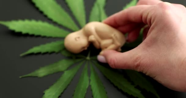 Konstgjord Modell Mänskligt Foster Placeras Marijuanablad Svart Bakgrund Film Slow — Stockvideo