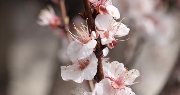 Flores Brancas Cereja Árvore Início Primavera Closeup Filme Câmera Lenta — Vídeo de Stock