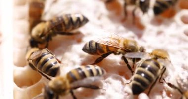 Arılar nektarı bal peteğine çevirir. Doğal organik sağlıklı yiyecekler..