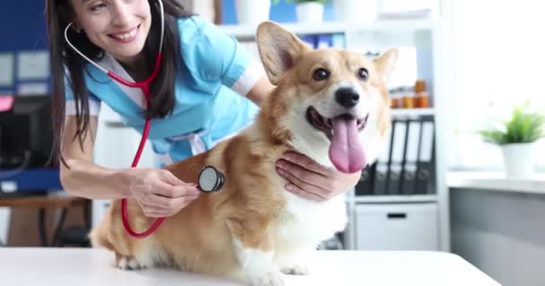 女性獣医師の笑顔は 獣医院の犬に聴診器で聞く 犬の呼吸器系疾患の概念 — ストック動画