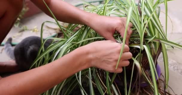 园艺师手在盆栽特写4K片慢动作中从花朵中采摘干叶 园艺业余爱好概念 — 图库视频影像
