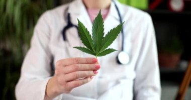 Klinikte elinde yeşil kenevir yaprağı tutan doktor 4K 'lık filmi yavaş çekimde çekti. Yasadışı uyuşturucu tedavisi kavramı