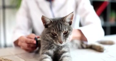 Doktor veteriner steteskop 4K filmli gri kedi yavrusunu yavaş çekimde dinliyor. Hayvan bakımı konsepti