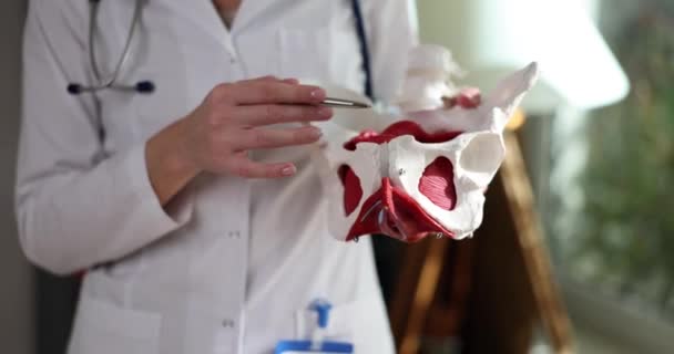Doctor Gynecologist Showing Artificial Model Female Pelvis Perineum Closeup Movie — Stock Video