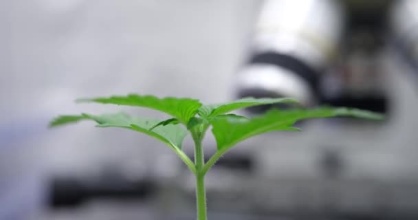 实验中在显微镜前生长的绿色植物芽 密闭在4K膜慢动作前 基因工程概念 — 图库视频影像