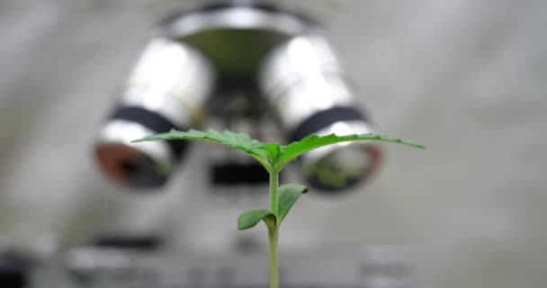 Зростання Зеленої Паростки Проти Мікроскопа Крупним Планом Часовий Пояс Лабораторні — стокове відео