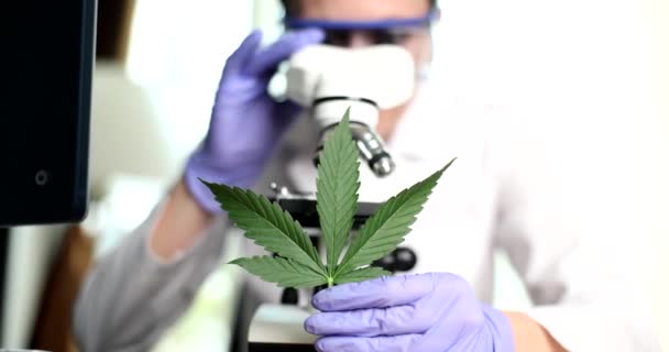 Chemik Patrzy Mikroskop Zielonych Liści Konopi Medyczne Zastosowanie Marihuany — Wideo stockowe