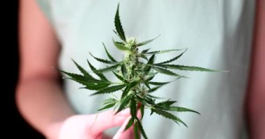 Bir kişi kenevirden büyük yeşil bir filiz tutuyor, yakın plan. Kanabilerin yetiştirilmesi, bitkilerin büyümesi kavramı